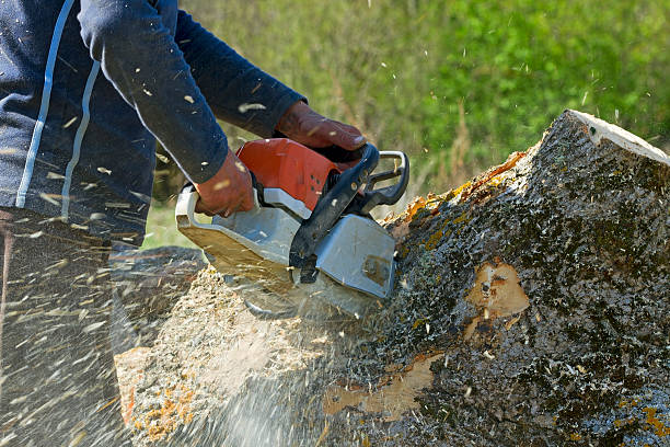 Best Tree Preservation Services  in Lady Lake, FL