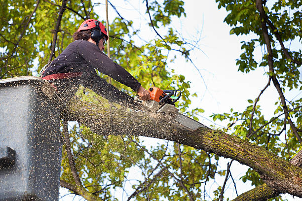 Best Utility Line Clearance  in Lady Lake, FL